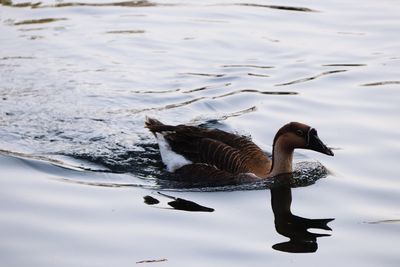 High angle view of duck swimming on lake