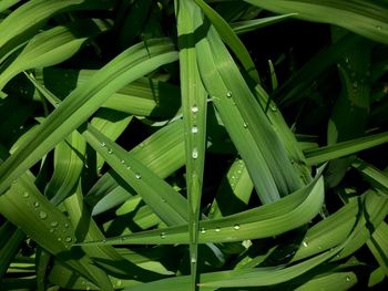 Full frame shot of wet plants