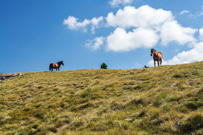 Horses on a field