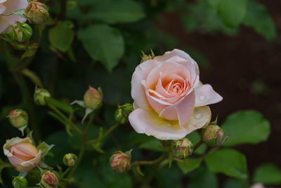 Close-up of rose blooming outdoors