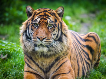 Close-up portrait of a tiger