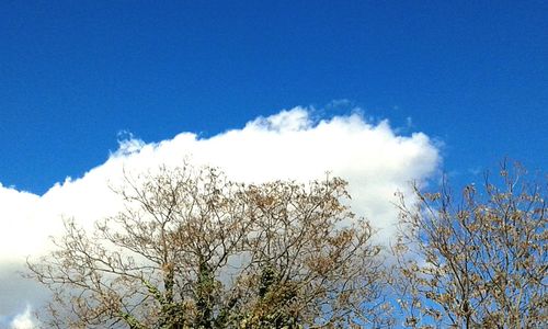 Low angle view of trees against blue sky