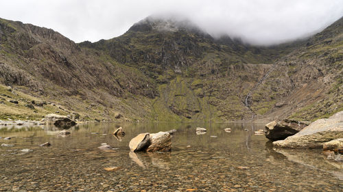 Flock of sheep in a lake