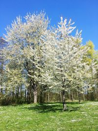 Low angle view of flower tree against sky