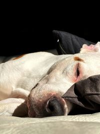 Close-up of dog sleeping