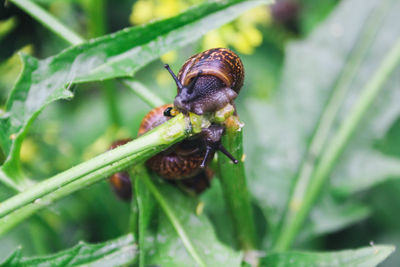 Close-up of snail on leaf