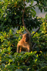 Monkey looking away on tree