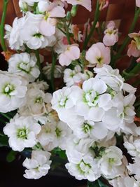 Close-up of fresh white flowers blooming outdoors