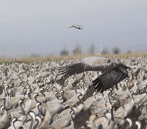 Birds flying in the sky