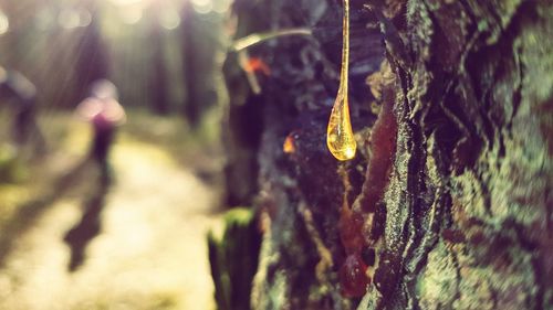 Close-up of leaves hanging outdoors