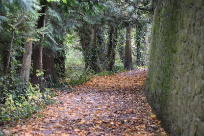 Dirt road amidst trees in forest