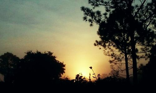 Silhouette of trees at sunset