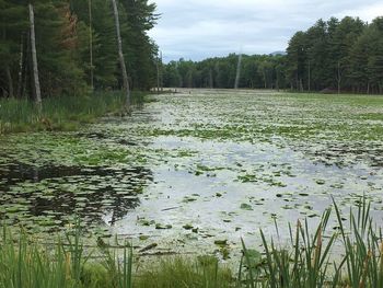 Scenic view of lake in forest