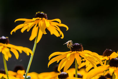 Close-up of bee pollinating on yellow flower