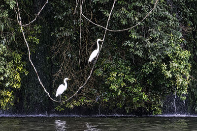 High angle view of gray heron perching on tree by lake