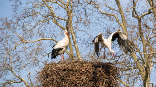 Stork family building a nest