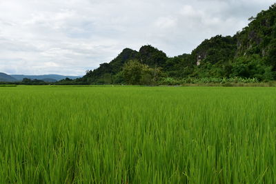 Scenic view of agricultural field against sky