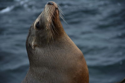 Close-up of sea lion