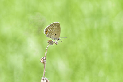 Butterfly is on dry plant with blurred green background.