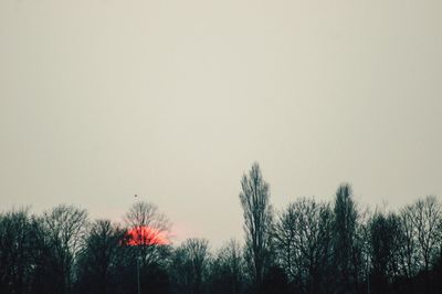 Low angle view of silhouette trees against clear sky