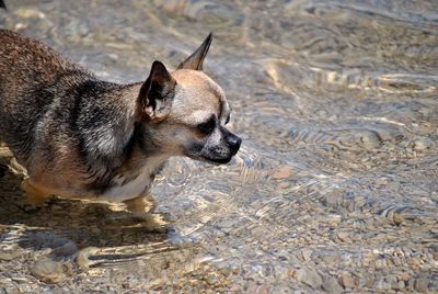 High angle view of dog on beach