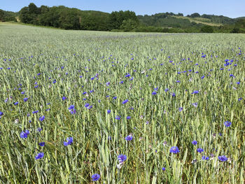 Purple flowering plants on field