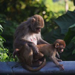 Monkey sitting outdoors