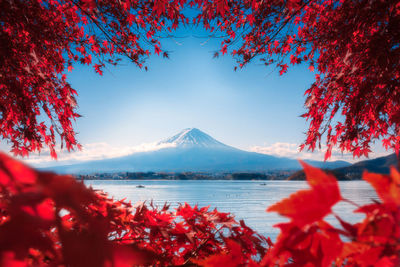 Red plants by lake against sky during autumn