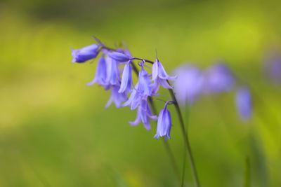 Close-up of purple flowering plant