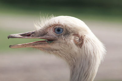White ostrich close-up 