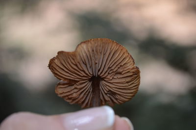 Close-up of plant against blurred background