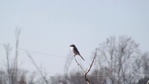 Bird perching on white background