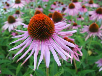 Close-up of pink flower