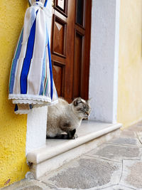 Cat sitting on wall