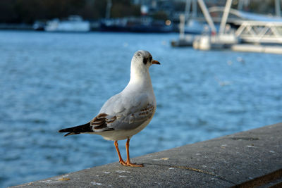 Close-up of seagull perching on shore