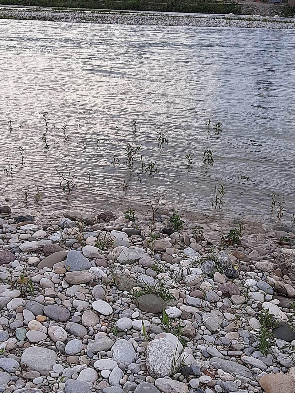 HIGH ANGLE VIEW OF BIRD IN WATER