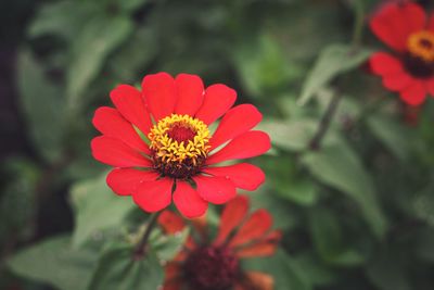 Close-up of red zinnia blooming at park