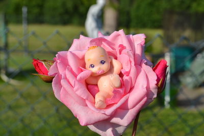 Close-up of pink flowers