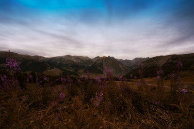 Purple flowers on field against sky at sunset