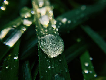 Close-up of raindrops on leaf