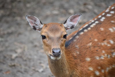 Close-up portrait of a doe