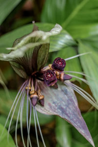Close-up of wilted flower on plant