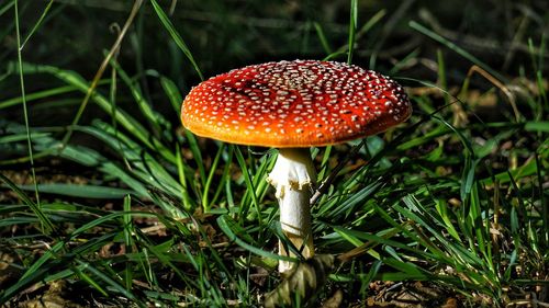 Close-up of fly agaric mushroom