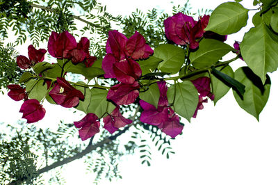 Low angle view of bougainvillea blooming outdoors