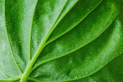 Full frame shot of wet leaf
