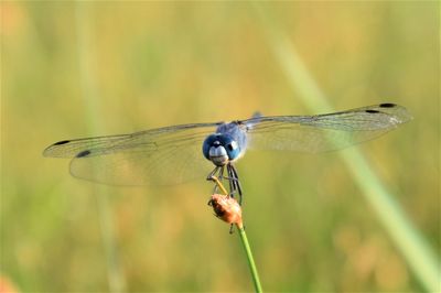 dragonflies and damseflies