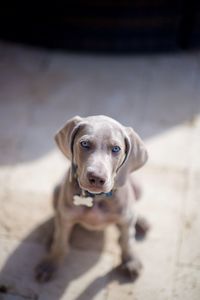 Portrait of puppy sitting outdoors