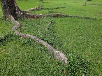 High angle view of tree trunk on field