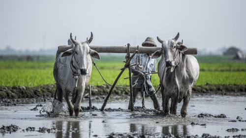 Farmer plowing rice field with traditional plow