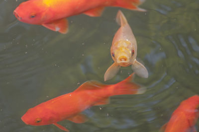 Fish swimming in aquarium